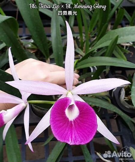 Каттлея Blc. Tetra Lip x Bl. Morning Glory