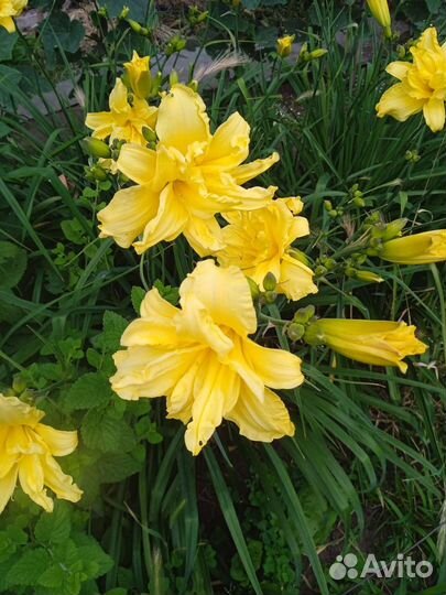 Лилейник сортовой махровый желтый