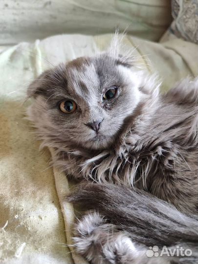 Отдам в добрые руки котят