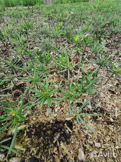 Пихта Нордмана (Датская ель). Сеянцы. Оптом