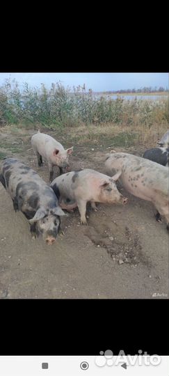 Свиньи на мясо