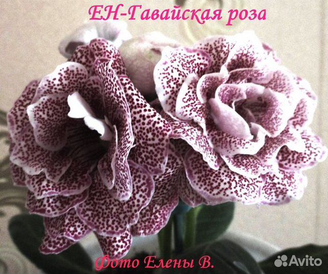 Элатиор бегонии