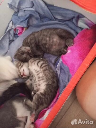 Котята в добрые руки