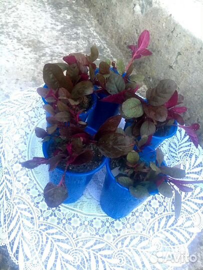 Амарант рассада