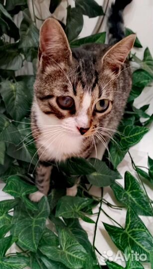 Мальчик Тай