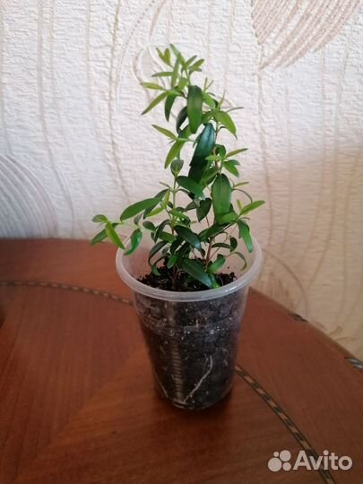 Миртовое дерево