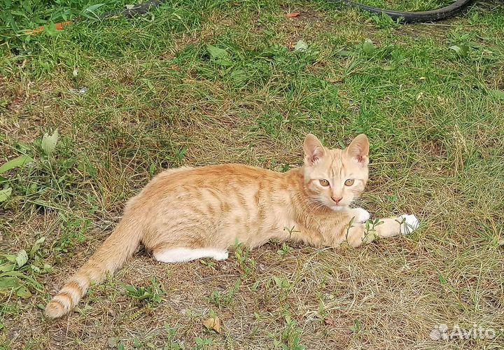 Котята в добрые руки бесплатно