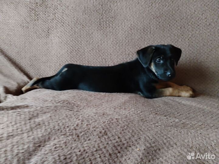 Отдам в добрые руки помесь Лабрадора и овчарки