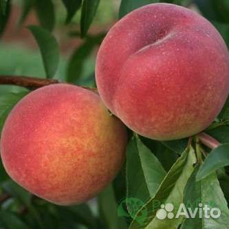 Саженцы персика 