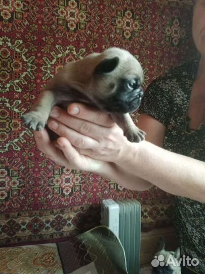 Щенок французский бульдог
