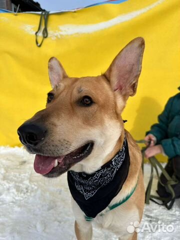 Собака хочет жить в семье