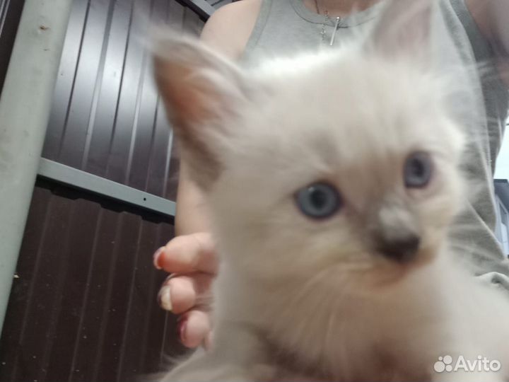 Отдам котят в добрые руки