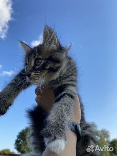 Котята мальчики