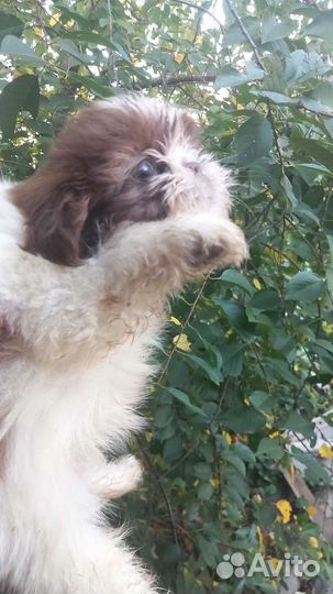 Шоколадные Ши