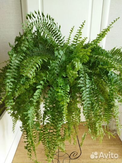 Папоротник сортовой комнатный