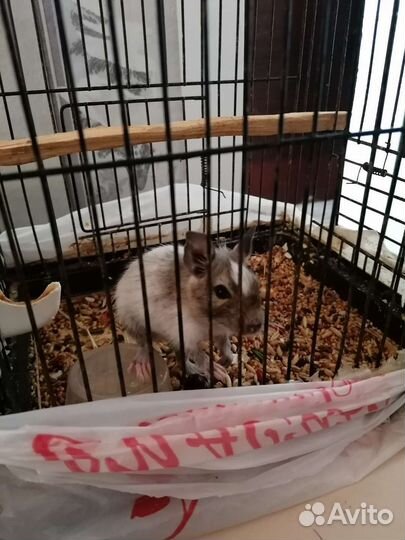 Белка дегу, карелла