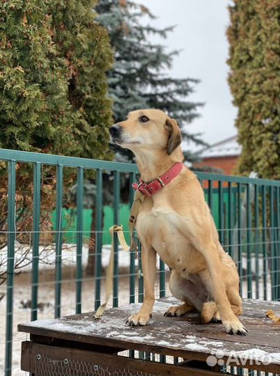 Собака в добрые руки