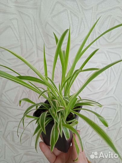 Комнатные цветы