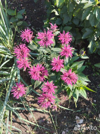 Многолетники. См профиль много растений