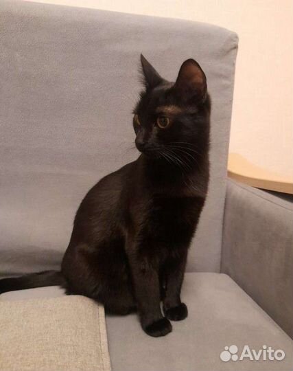 Кошка
