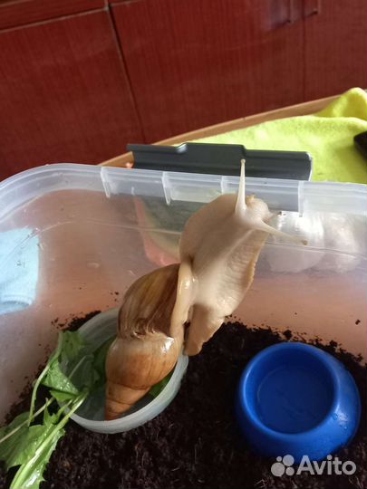 Улитки ахатины