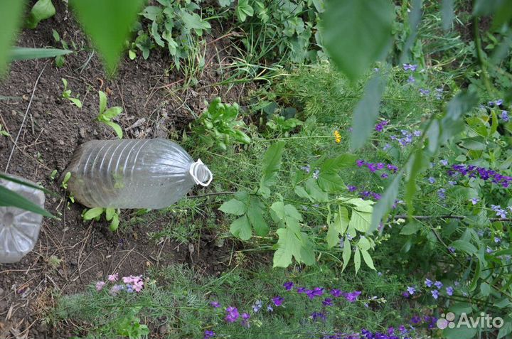 Деревья орех саженцы от 1-8 лет