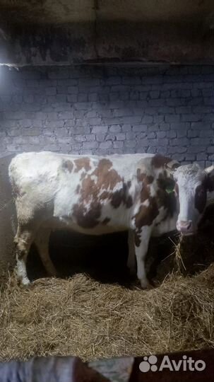 Корова стельная дойная