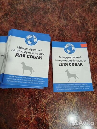 Международный паспорт для собак