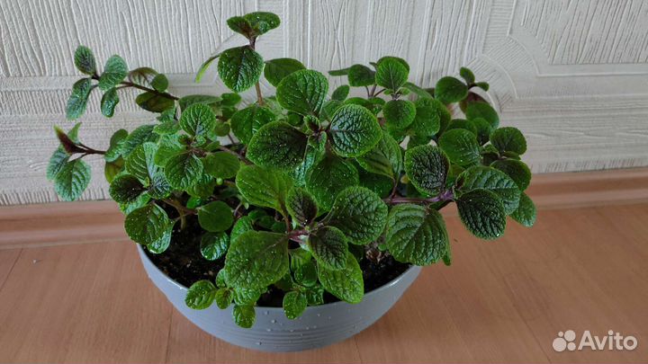 Плектрантус,комнатная мята