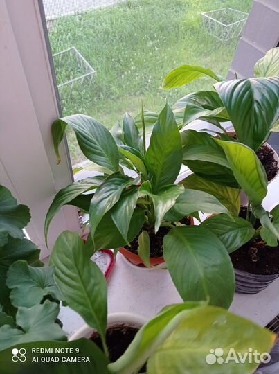 Спатифиллум (женское счастье)