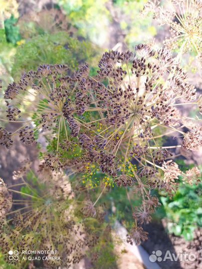 Укроп для закрутки