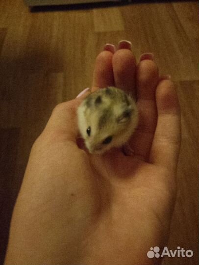 Джунгарский хомяк