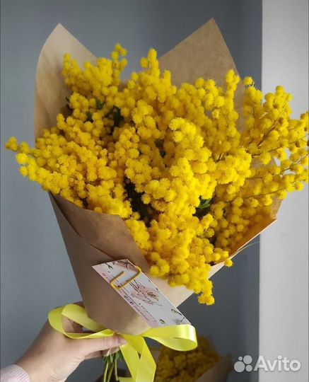 Абхазская мимоза