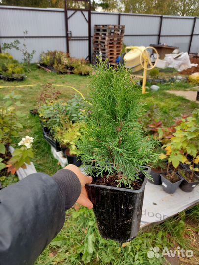 Туя Смарагд