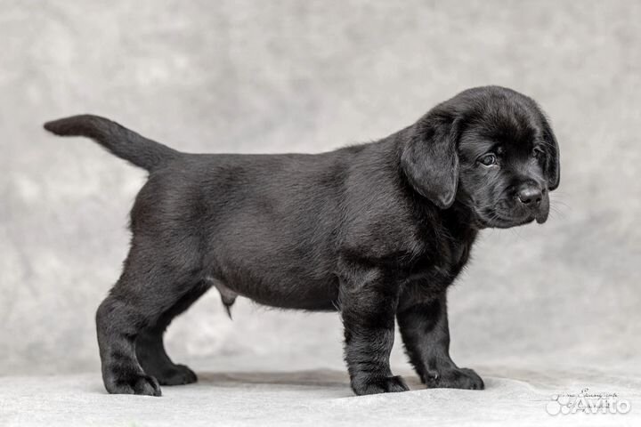 Щенки лабрадора