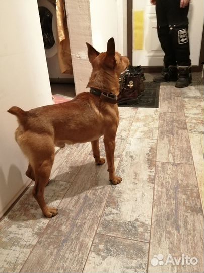 Цвергпинчер (вязка)