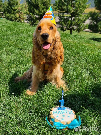 Торты для собак