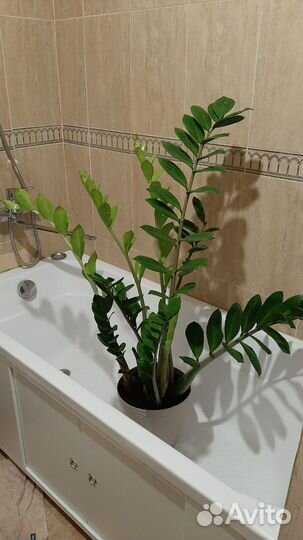 Замиокулькас