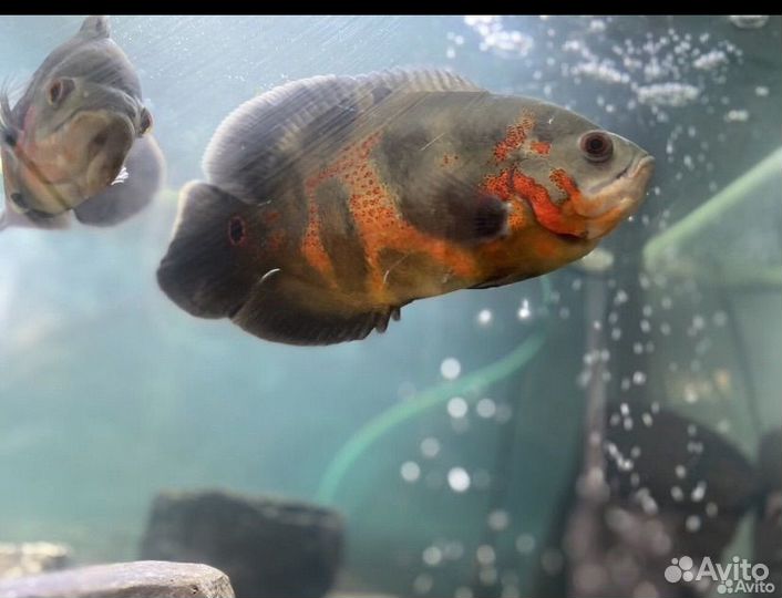 Аквариум 320