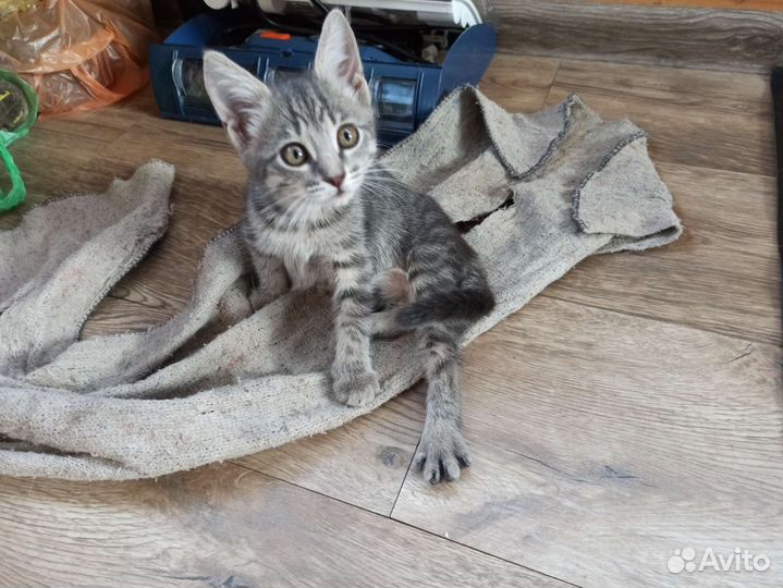 Котята в добрые руки приучены к лотку