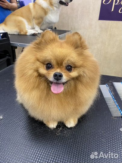 Груминг собак