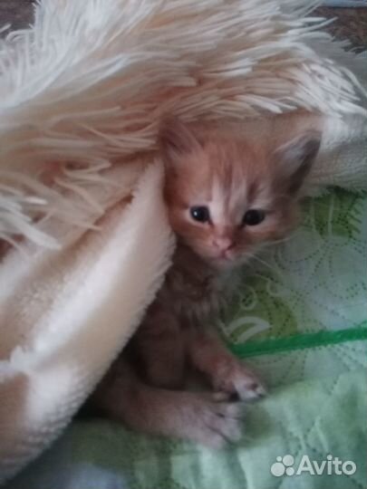 Рыжий котенок мальчик