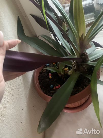 Рэо ладья моисея