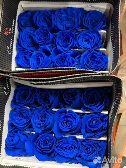 Синие розы:Свежее поступление