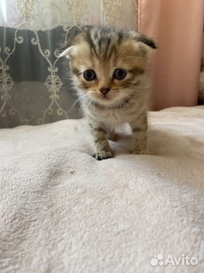 Шотландские котята