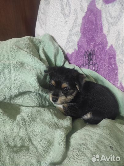 Щенки Метисы маленькой пароды собак