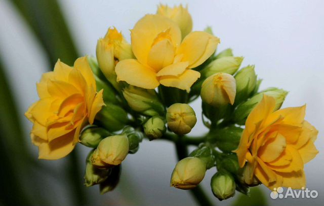 Каланхоэ жёлтый