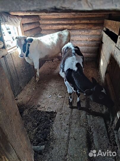 Тëлочка:5 месяцев