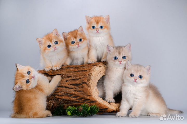 Британцы. Золотые шиншиллы. Щекастые красавцы