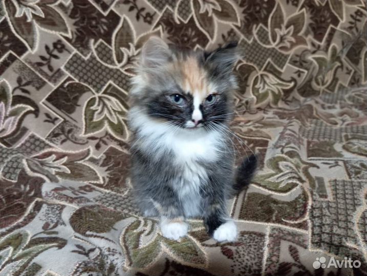 Котята ищут добрых и заботливых родителей